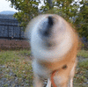 电风扇 狗狗 柴犬 柴犬风扇 可爱 卖萌