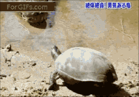 乌龟 打仗 变幻 逃跑