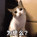 萌宠 动物 可爱 猫