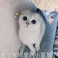 猫咪 看见我眼睛里的小星星了