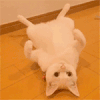 wink 猫咪 躺着 呆萌