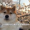 萌宠 汪星人 工作使我憔悴 嫉妒使我面目全非 调皮 搞怪