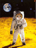 萌宠 喵星人 太空人 比划