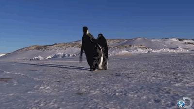 企鹅 penguin 有趣