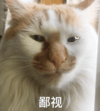 猫咪 白毛 萌宠 鄙视