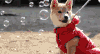 柴犬 外套 呆萌 Shiba Inu