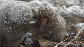 PBS 可爱的 动物 自然 猴子 snowmonkeys