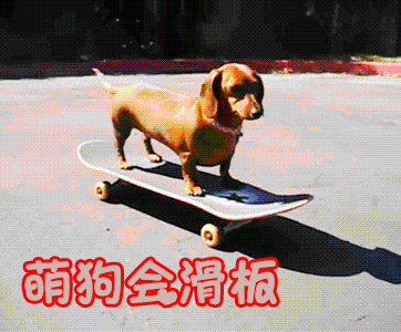 狗 卖萌 萌狗会滑板