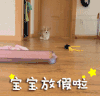 宝宝放假啦 狗狗 奔跑 可爱