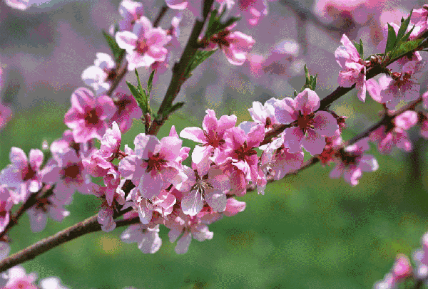 樱花 粉色 春天 生机