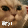 震惊 猫