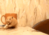 吃货 龙猫 喵星人  仓鼠