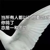 萌宠 鸽子 放鸽子 鸡汤 呆萌 逗