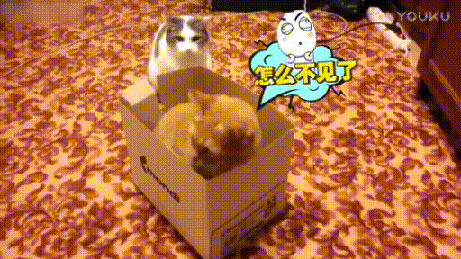 怎么不见了 为了打一下心机太重  猫咪  打仗  纸壳箱