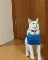 小猫 可爱 摔倒 喵星人 萌萌哒