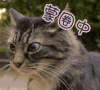 猫 蒙圈中