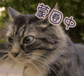 猫 蒙圈中