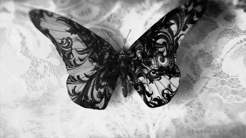 蝴蝶 黑白 动物 可爱