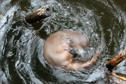 水獭 魔性 自嗨 otter