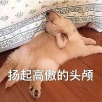 萌宠 猫星人 扬起高傲的头颅 傲娇 呆萌 可爱