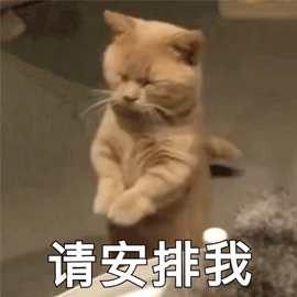 请安排我 猫