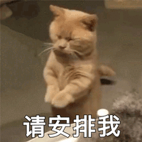 请安排我 猫 可爱 呆萌