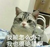 萌宠 喵星人 我能怎么办 我也很绝望 无辜 可爱