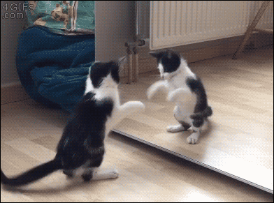 小猫 玩耍 镜子 黑色