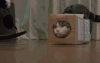 小猫 可爱 玩耍 毛茸茸