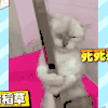 猫 卖萌 萌宠 可爱 动物