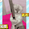 猫 卖萌 萌宠 可爱 动物