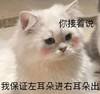萌宠 汪星人 你接着说 左耳进右耳出 搞怪 逗