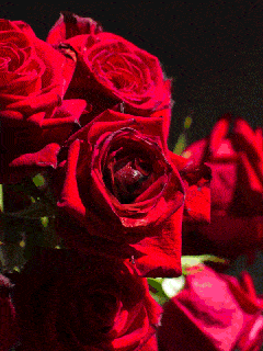 玫瑰花 眼睛 红色 浪漫