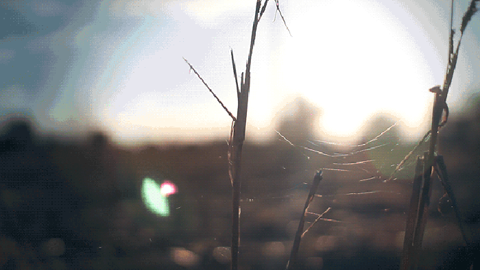 阳光  早晨 蜘蛛  露水