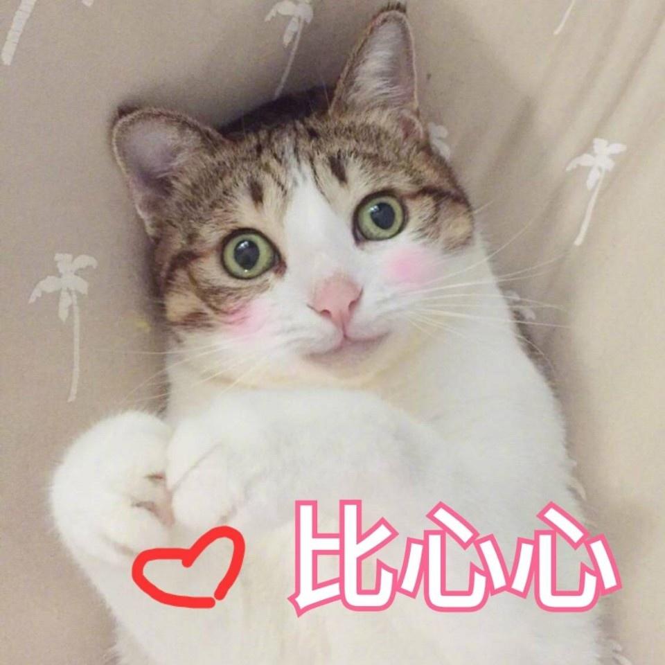 比心心可爱猫爪花式比心gif动图_动态图_表情包下载_soogif