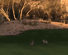 兔子 对决 草地 比试