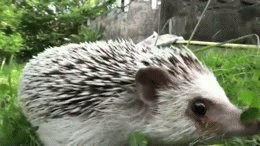 刺猬 hedgehog