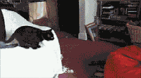 黑猫 跳跃 动态 红色
