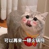 萌宠 猫星人 可以再来一顿火锅吗 期待 呆萌 搞怪
