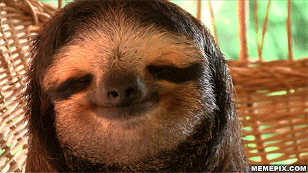 树懒 sloth  睡觉 放松