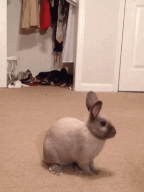 恶搞 兔兔 惊讶 奔跑