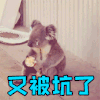 萌宠 树懒 王者荣耀 又被坑了