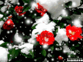 雪花 鲜花 美丽 红花