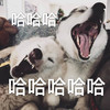 萌宠 汪星人 哈哈哈 开心 呆萌 可爱