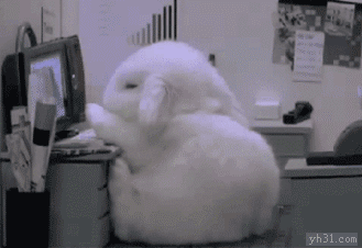 玩电脑的 兔子 晕倒 可爱