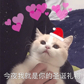 萌宠 猫咪 猫 喵星人 今夜我就是你的圣诞礼物 圣诞节 圣诞礼物 撩