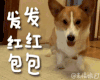 发红包 柯基 小短腿 萌萌哒