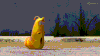 爆笑虫子 搞笑无对白 动画短片 Yellow Black