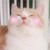 脸红 喵星人 可爱 等撩 软萌猫咪