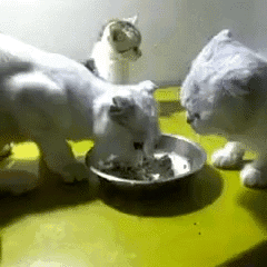 小猫 打架 食物 吃饭